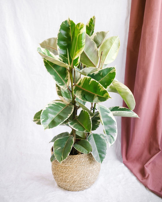 Stor Ficus Tineke H95Cm