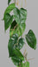 Kunstig Anthurium Garland 115 Cm Grønn Plant