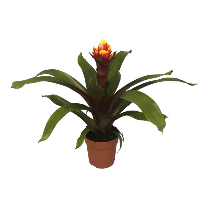 Guzmania Krone