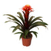 Guzmania Elena