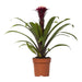 Guzmania Fransesca