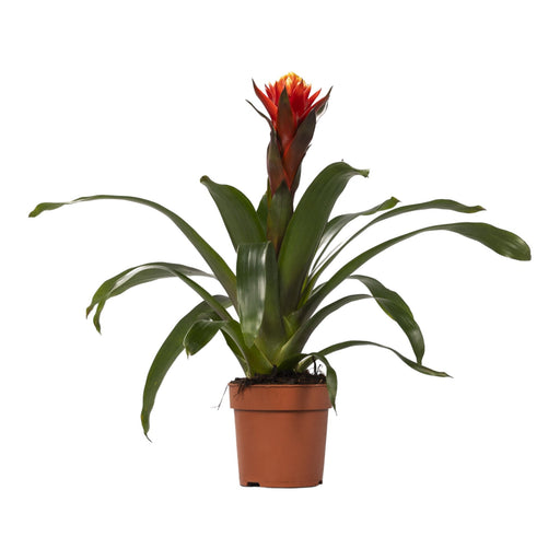 Guzmania Lykke