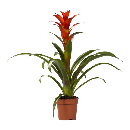 Guzmania Ostara