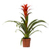 Guzmania Ostara