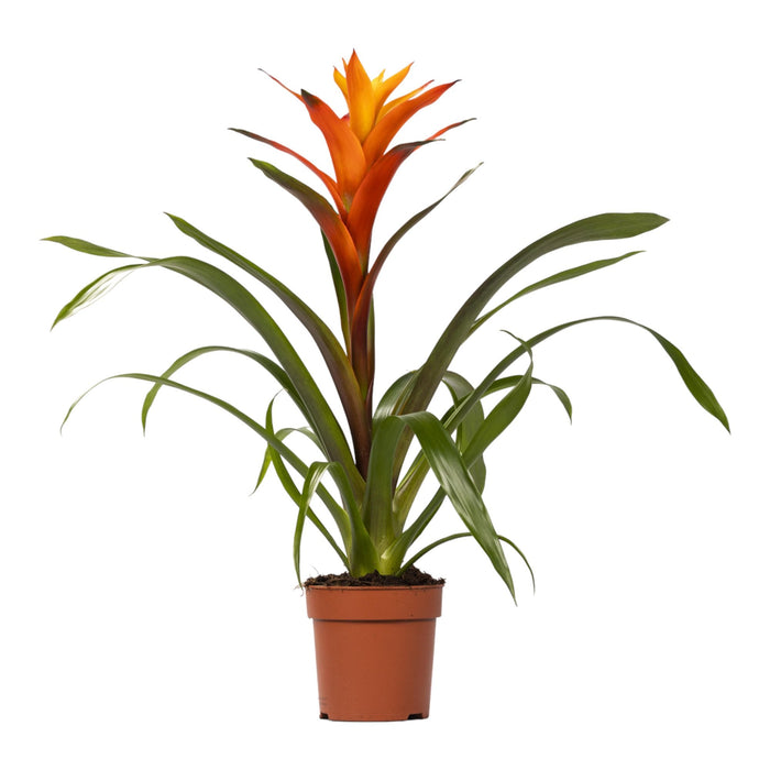 Guzmania Variada