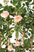 Kunstig Royal Rose Bush Trehekk 160 Cm