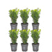 Hekk Buxus Sempervirens X6