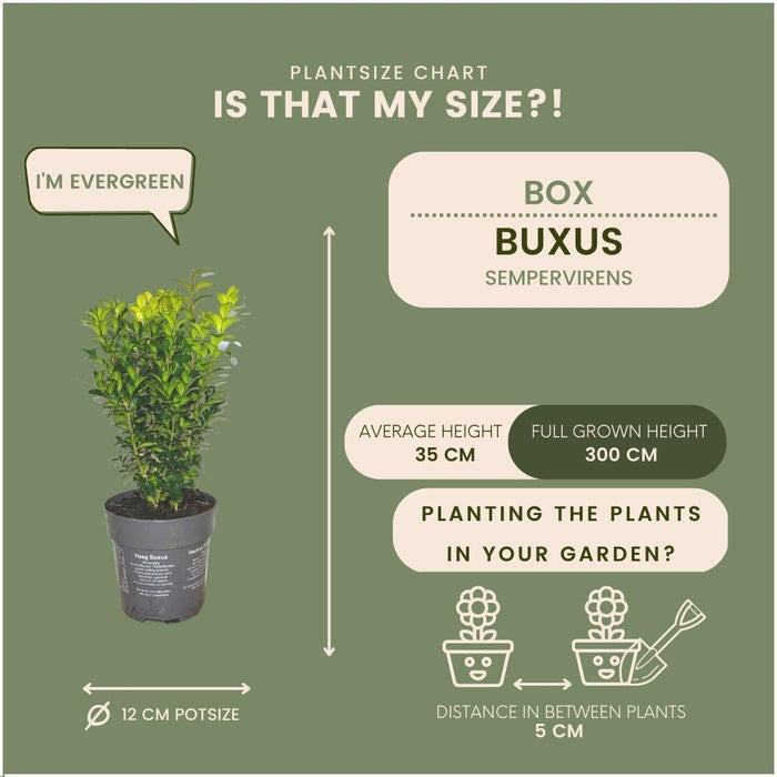 Hekk Buxus Sempervirens X6