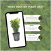 Hekk Buxus Sempervirens X6