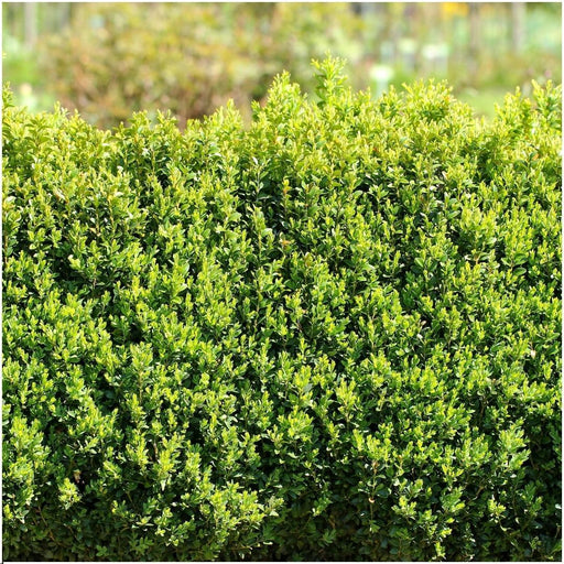 Hekk Buxus Sempervirens X6