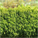 Hekk Buxus Sempervirens X6