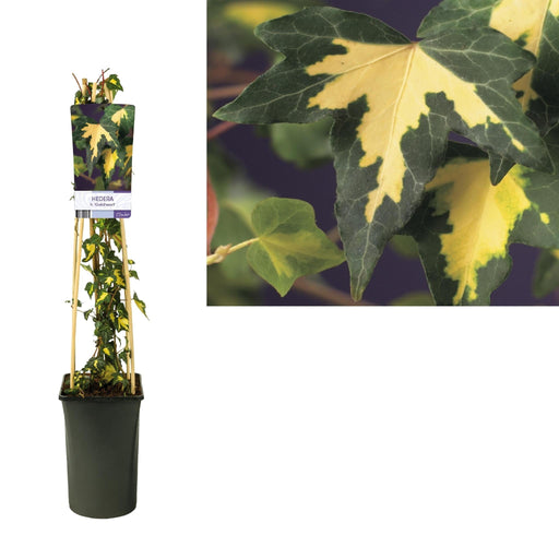 Hedera H. 'Goldheart' +Lysetikett - Ø17Cm - ↕75Cm