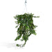 Hedera Lierra Fallende H70Cm