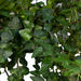 Hedera Lierra Fallende H70Cm