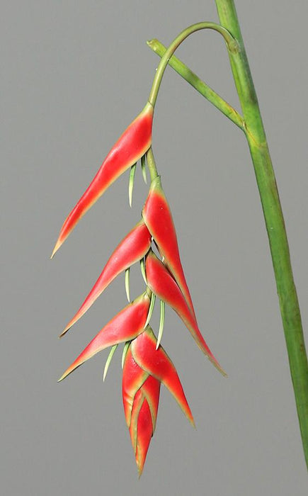 Kunstig Heliconia Pendula Rød 116Cm