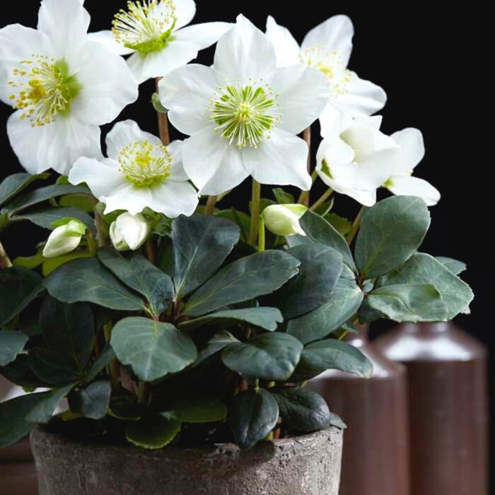 Helleborus Niger 'Christmas Carol' - Lott På 24