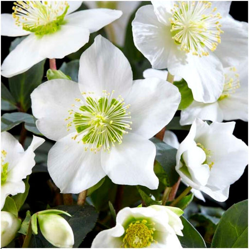 Helleborus Niger 'Christmas Carol' - Sett Med 6 Stk