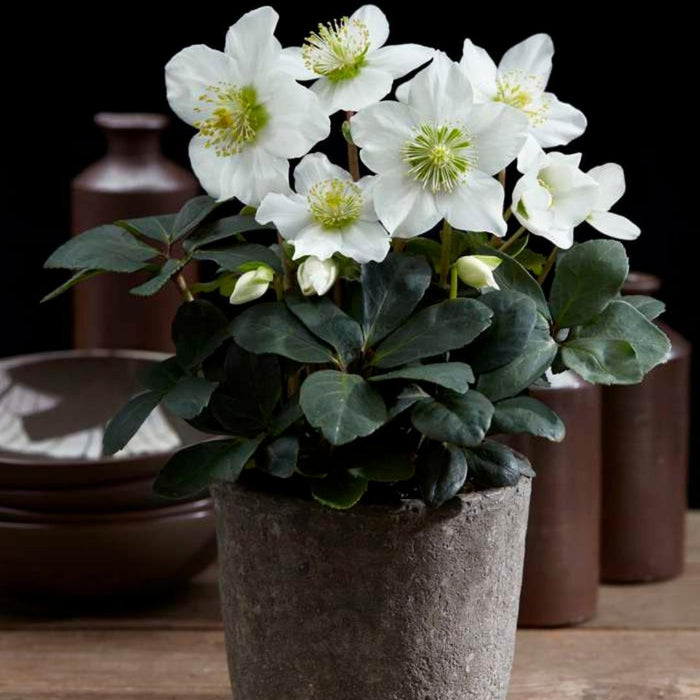 Helleborus Niger 'Christmas Carol' - Sett Med 6 Stk