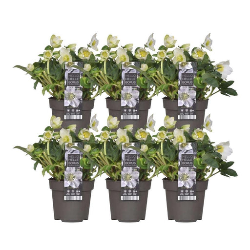 Helleborus Niger 'Christmas Carol' - Sett Med 6 Stk