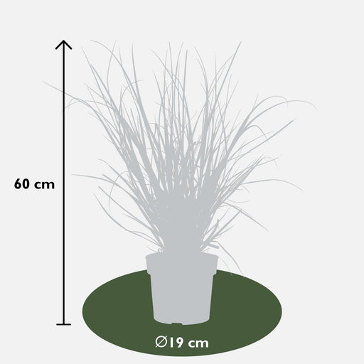 Pampasgress - ↨60Cm - Ø19 - Busk