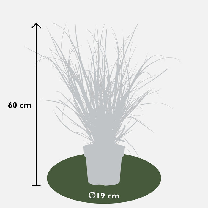 Pampasgress - ↨60Cm - Ø19 - Busk