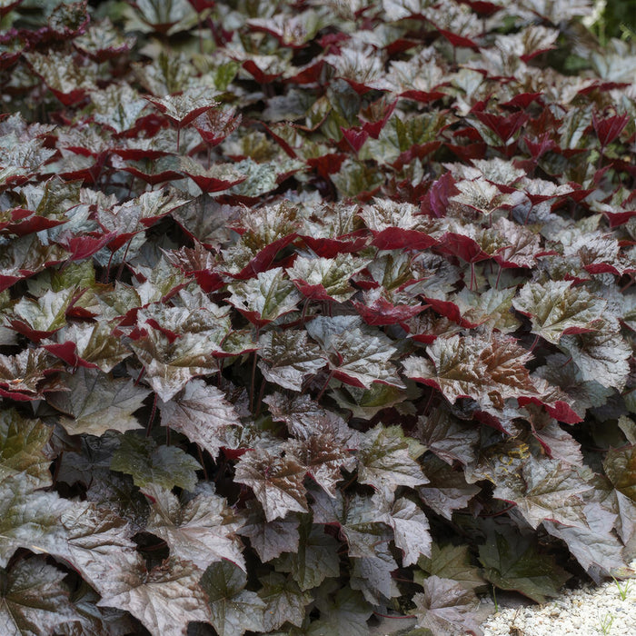 Heuchera Mic. 'Palace Purple'