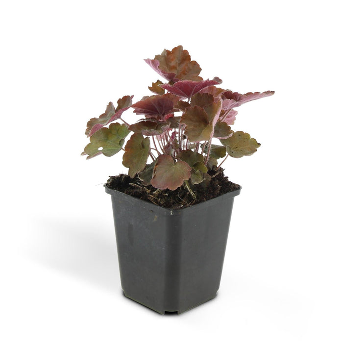 Heuchera Mic. 'Palace Purple'