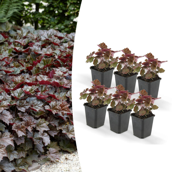 Heuchera Mic. 'Palace Purple'