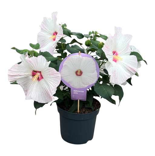 Hibiscus Xxl White - Utendørs Blomstrende Plante