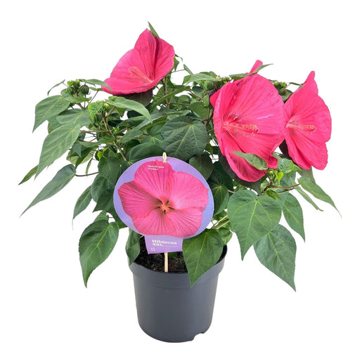 Hibiscus Xxl Magenta - Blomstrende Plante