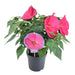 Hibiscus Xxl Magenta - Blomstrende Plante