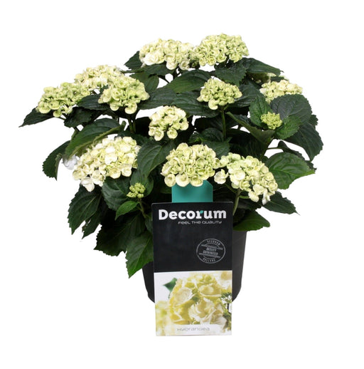 Hortensia Curly White 9 - 15 Hoder - Utendørs Blomstrende Plante