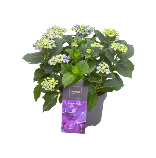 Hortensia Curly Parma 9 - 15 Hoder - Utendørs Blomstrende Plante