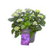 Hortensia Curly Parma 9 - 15 Hoder - Utendørs Blomstrende Plante