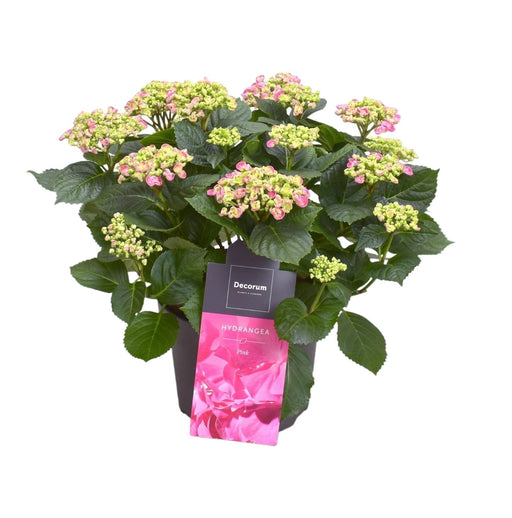 Hortensia Curly Pale Pink 9 - 15 Hoder - Utendørs Blomstrende Plante