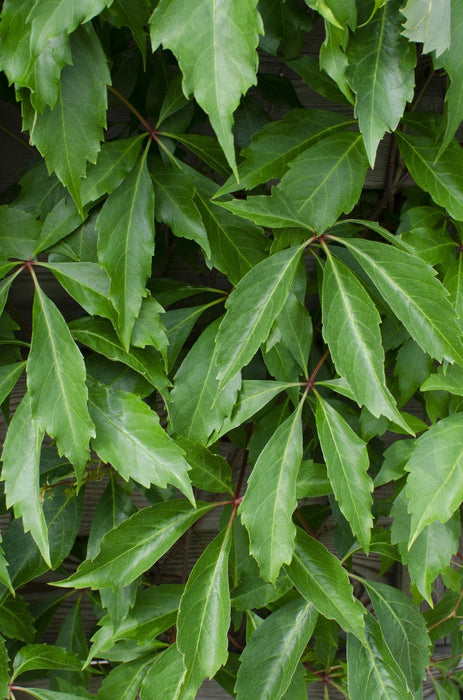 Hortensia 'Engelmannii'