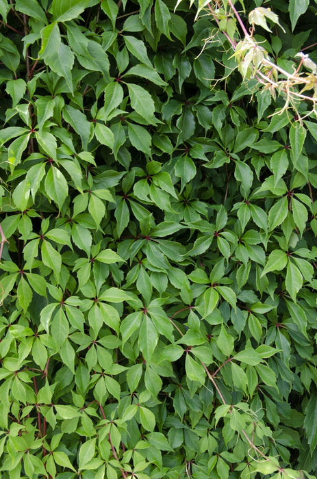 Hortensia 'Engelmannii'