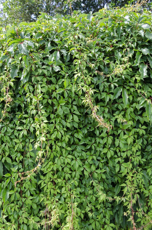 Hortensia 'Engelmannii'