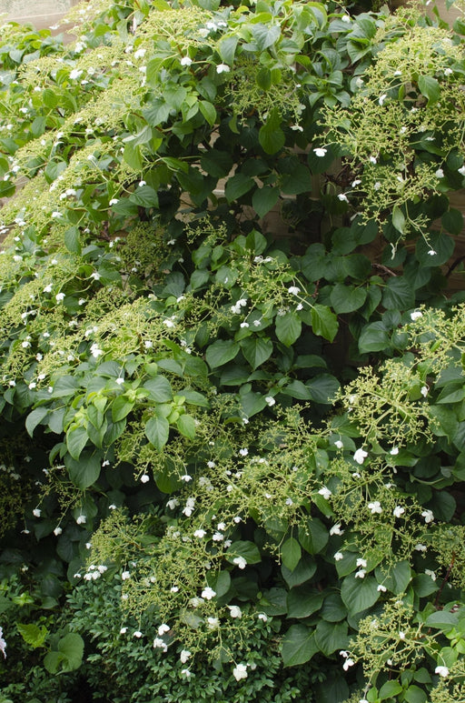 Klatrehortensia - ↨65 Cm - Ø15 - Blomstrende Og Klatre Utendørs Plante