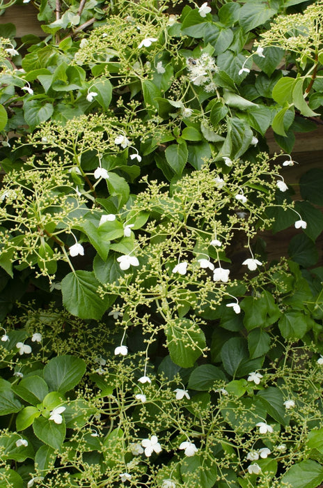 Klatrehortensia - ↨65 Cm - Ø15 - Blomstrende Og Klatre Utendørs Plante