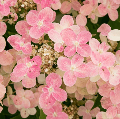 Hortensia Panne. '(S) Witch Ophelia'® - ↨25Cm - Ø19Cm - Blomstrende Utendørsplante