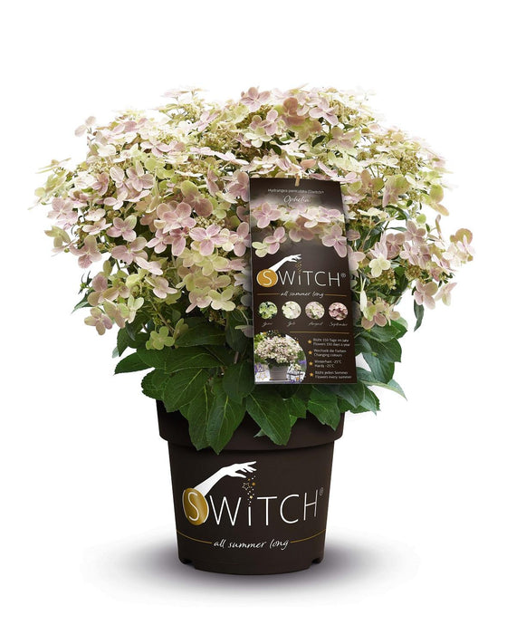 Hortensia Panne. '(S) Witch Ophelia'® - ↨25Cm - Ø19Cm - Blomstrende Utendørsplante