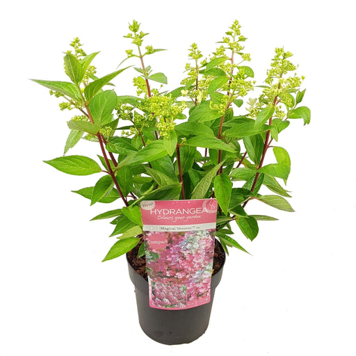 Hortensia 'Prim White'® - ↨25Cm - Ø19Cm - Blomstrende Plante