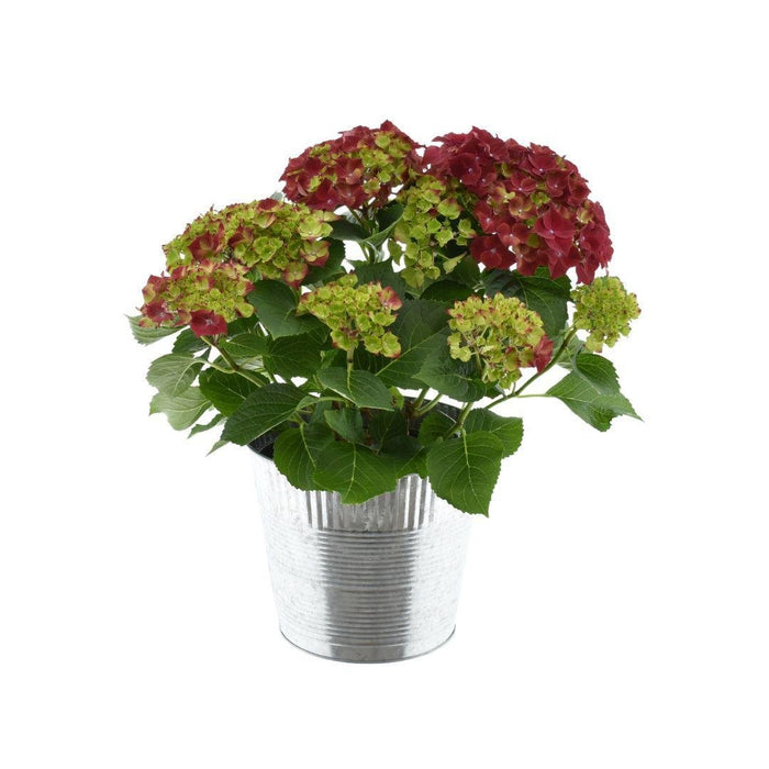 Rød Hortensia 7 - 12 Hoder Med Sinkpotte - Utendørs Blomstrende Plante