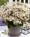 Hortensia '(S) Sorcière Ophélia'® - ↨60Cm - Ø24Cm - Blomstrende Utendørsplante