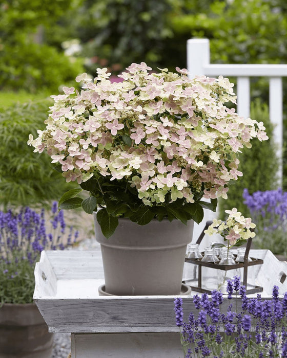 Hortensia '(S) Sorcière Ophélia'® - ↨60Cm - Ø24Cm - Blomstrende Utendørsplante