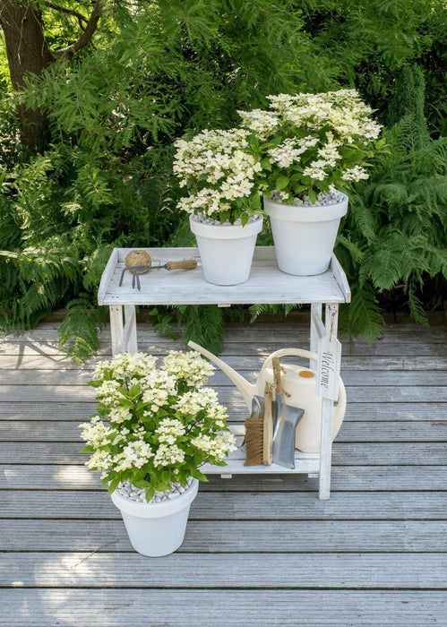 Hortensia '(S) Sorcière Ophélia'® - ↨60Cm - Ø24Cm - Blomstrende Utendørsplante