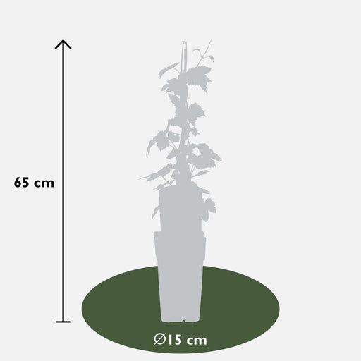 Humle - Humulus Lupulus 'Nordbrau' - ↨65Cm - Ø15 - Uteplante