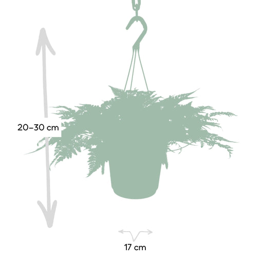 Humata Tyermannii H20Cm