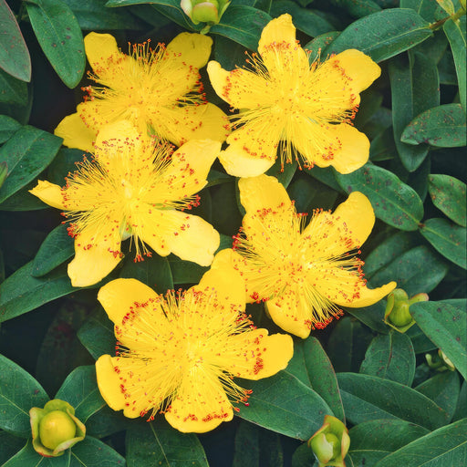 Hypericum Calycinum